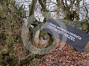 Sign for the Contorted hazel corylus avellana cv.contorta tree