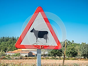 Sign of danger cows in Spain