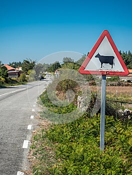 Sign of danger cows in the street