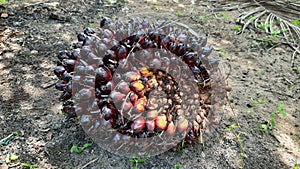 a sign of fresh oil palm fruit after being harvested in the garden and ready to be sold to middlemen or collectors.