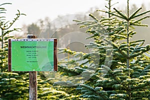 Sign with German lettering `Christmas trees sale` in front of frost covered evergreen fir trees on a Christmas tree farm