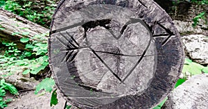 sign heart and arrow carved in a tree trunk in the jungle without people in thailand