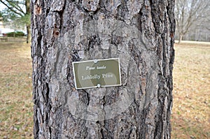 Sign on loblolly pine tree and brown tree bark on trunk