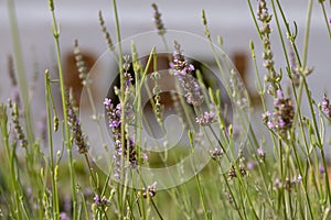 Sign made of dried grasses at Babylonstoren Wine Estate, Franschhoek, South Africa