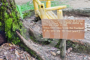 Sign at a mahagony tree planted by prince Philip in Cockscomb Basin Wildlife Sanctuary, Beliz photo