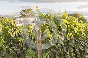 Signpost on row of chardonnay grapevines in vineyard at sunset