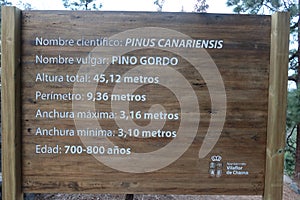 Sign next to El Pino Gordo. One of the longest-lived specimens of the Canary Island pine (pinus canariensis)