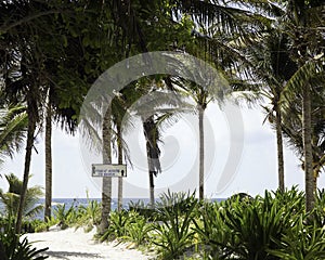 Sign on palm tree pointing to ocean