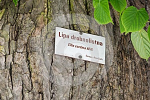 Sign in Polish language Tilia cordata small-leaved lime, occasionally little-leaf or littleleaf linden