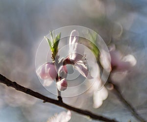 Sign of spring, peach tree blossom closeup with bokeh