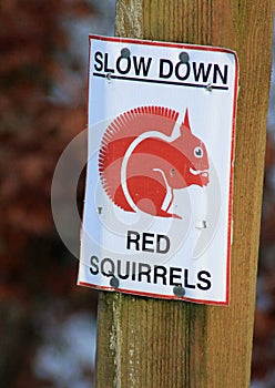 Sign stating SLOW DOWN RED SQUIRRELS photo