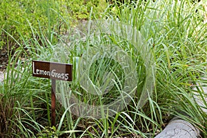 Sign with text Lemongrass in front of planted lemongrass plants