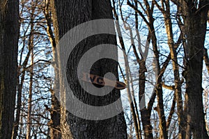 sign toilet on a tree in the forest against the sky