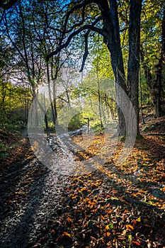 Sign in the wood