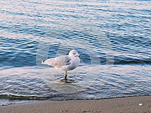 Signal Bird On The Beach