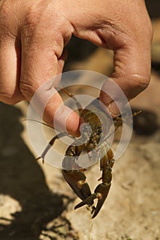 Signal crayfish