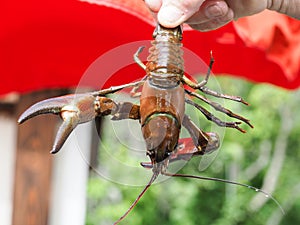 Signal crayfish in a hand