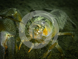 Signal crayfish without one claw, an invasive non-native species in Hancza Lake, Poland.