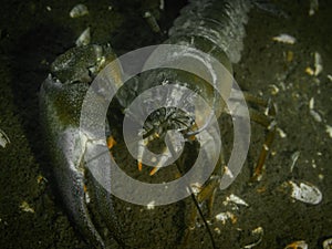 Signal crayfish without one claw, an invasive non-native species in Hancza Lake, Poland. photo