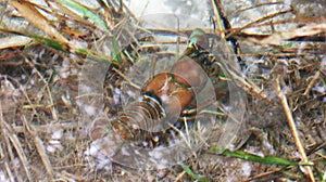 Signal crayfish Pacifastacus leniusculus