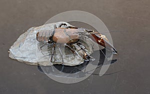 Signal crayfish, Pacifastacus leniusculus