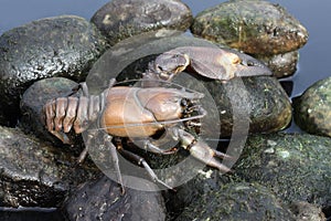 Signal crayfish, Pacifastacus leniusculus