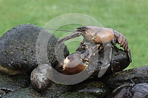 Signal crayfish, Pacifastacus leniusculus