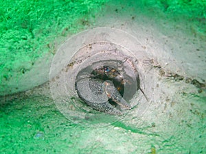 Signal crayfish Pacifastacus leniusculus in a cave