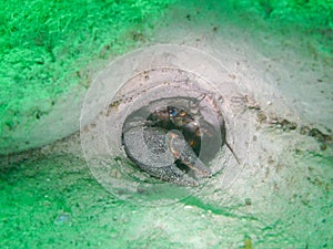 Signal crayfish Pacifastacus leniusculus in a cave photo