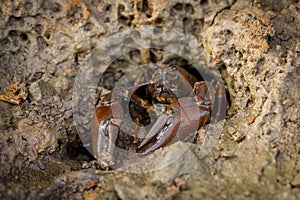 Signal crayfish, Pacifastacus leniusculus, climbs from burrow in mudy pond bottom. North American crayfish, invasive species