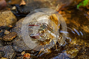 Signal crayfish, Pacifastacus leniusculus, climbs on stone in water at river bank. North American crayfish, invasive species