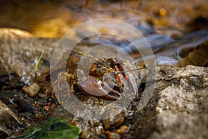 Signal crayfish, Pacifastacus leniusculus, climbs on stone in water at river bank. North American crayfish, invasive species.