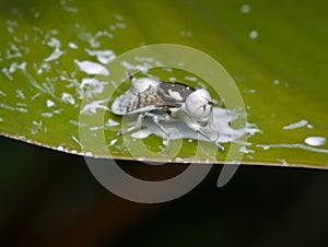 Signal fly with body full of paint on a leaf after plunged into paint can