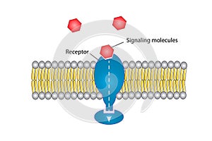 Signal transduction