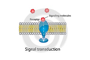 Signal transduction