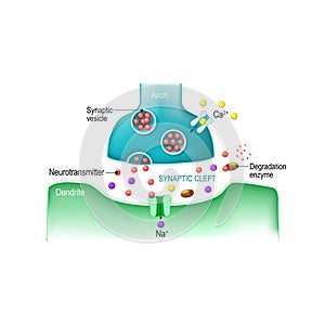 Signal transmission at a chemical synapse