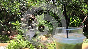 Signature iced drink in tropical garden
