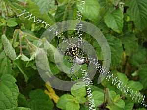 Signature Spider  Argiope anasuja in the web
