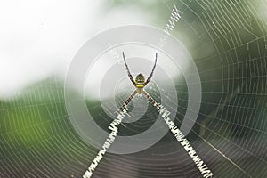 Signature spider in web