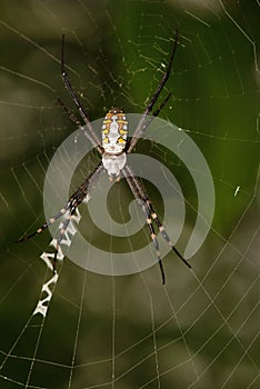 Signature Spider on web, Argiope aurantia, West Bengal