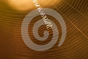 Signature Spider web patterns background