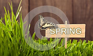 Signboard Spring on Grass background of wood planks, with butterfly Fresh green lawn near rustic grunge fence