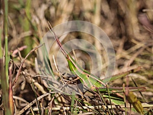 Signel gree cone-headed grasshopper Acrida unharica photo