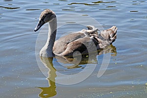 Signet on Lake, Audley End House and Garden, Saffron Walden, Essex, England.