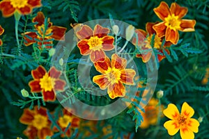 Signet Marigold flower photo