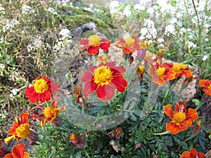 Signet marigold, Tagetes tenuifolia, with flowers