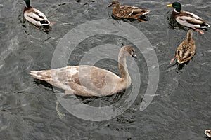 Signet swan chasing mallard four ducks in the black water of a deep river.