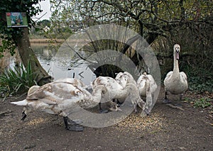 Signets eating Grains.