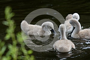 Signets feeding