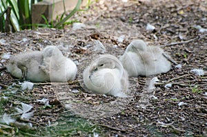 Signets nesting